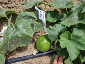 Teot Bat Put F1 Korean Summer Squash