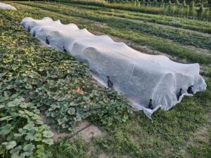 Squash Isolation Cage 8-23-2023