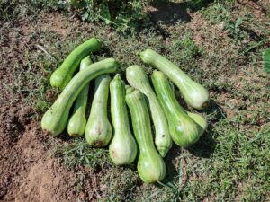 Menina Brasileira Precoce Brazilian Summer Squash