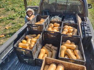 Harest of South Anna Breeding Trial; Each box has fruit from a single plant.