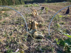 Cuban Neck Pumpkin - Harvest from Pollination Isolation Cage, October, 2023