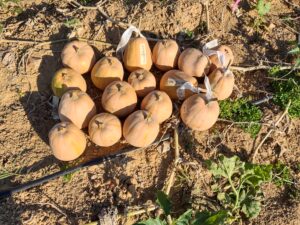 A South Anna x Guatemalan Ayote Selection