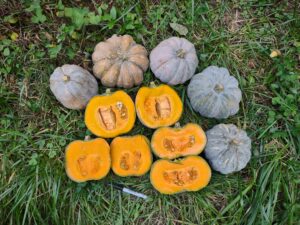 Chinese Tropical Pumpkin, Twin Oaks Seed Farm 2023