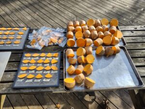 Dry Matter, Brix and Flavor Testing of Bakers Branch Butternut