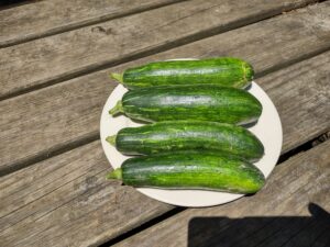 Jin Dong Ae Korean Summer Squash - an F3 Selection, June 2025