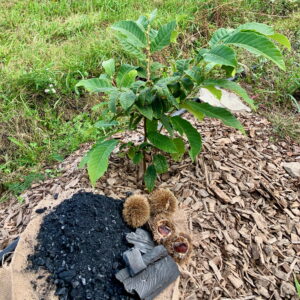 Chestnut Biochar