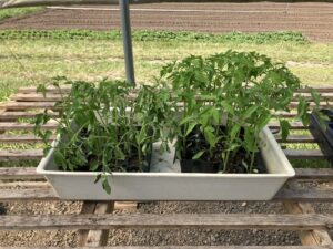pre drought stressed seedlings