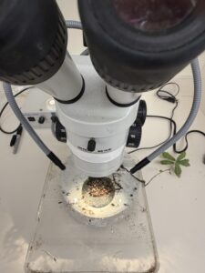root survey
