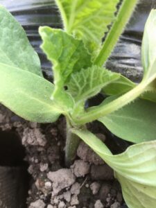 Healthy grafted melon a few days after planting.