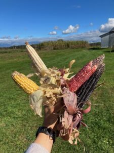 A few harvested varieties