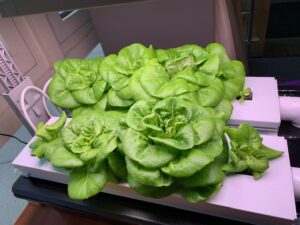 healthy plants