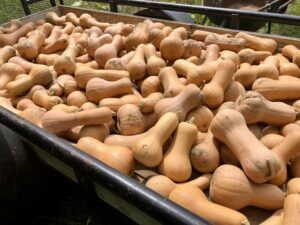 Xiye Butternut
