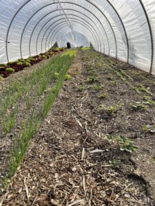 On-farm research at Perkins' Good Earth Farm, De Motte, IN. The photo was taken in October, 2022. 