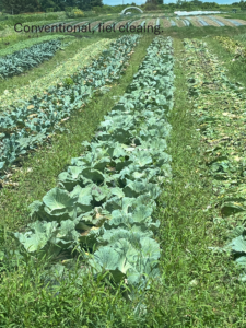 Conventional plot -cabbage 2025