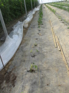 Figure 3. Non-grafted cucumbers are in front of the row, grafted cucumbers are in the back.
