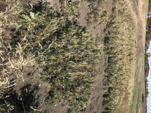 2019 red kidney bean trial