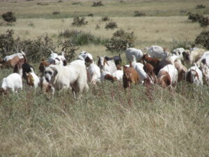 Extensive program of kidding uses small acreage traps