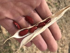 2019 red kidney beans
