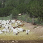 Goats in confinement being fed hay