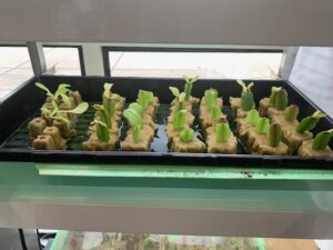 starters in rockwool
