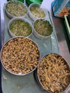 microgreens