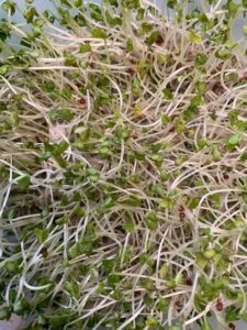 microgreen closeup