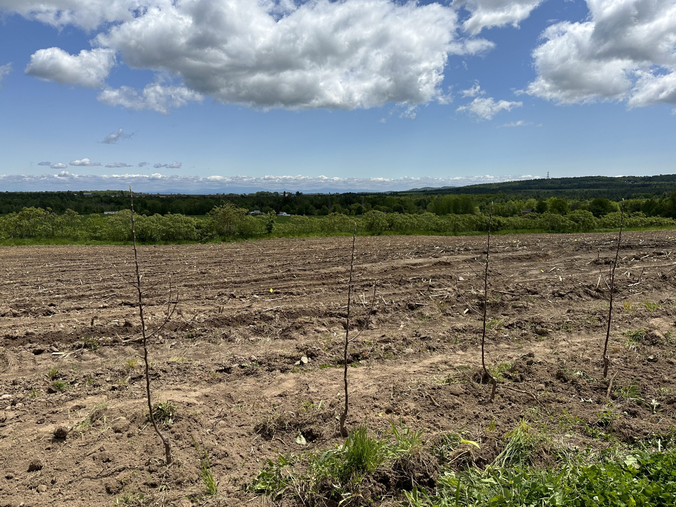Young apple trees in a brown field with a partly cloudy blue sky.