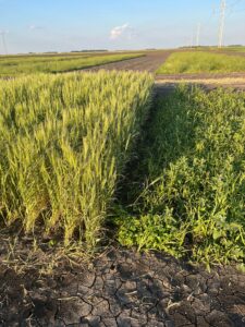 companion crop at near maturity