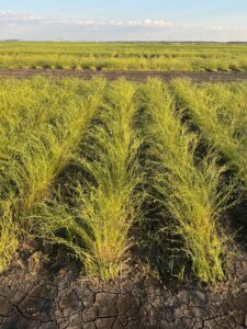 30" row at near maturity