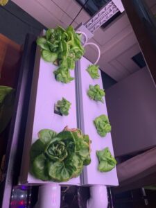 lettuce growth