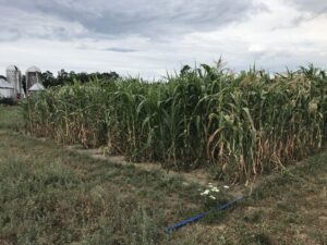 Severe drought results
