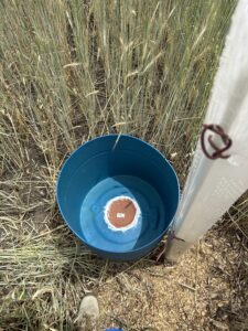 Deployed plastic barrel irrigator placed next to tree within tree tube. Wooden cover to prevent evaporation is not shown.