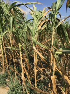 Unfortunately due to drought plant development was severely detained and thus pollination and ear development was effected.  These results are not representative and the trial data collection is being delayed until next season.