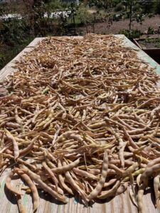 Acoma Bean Harvest 2024