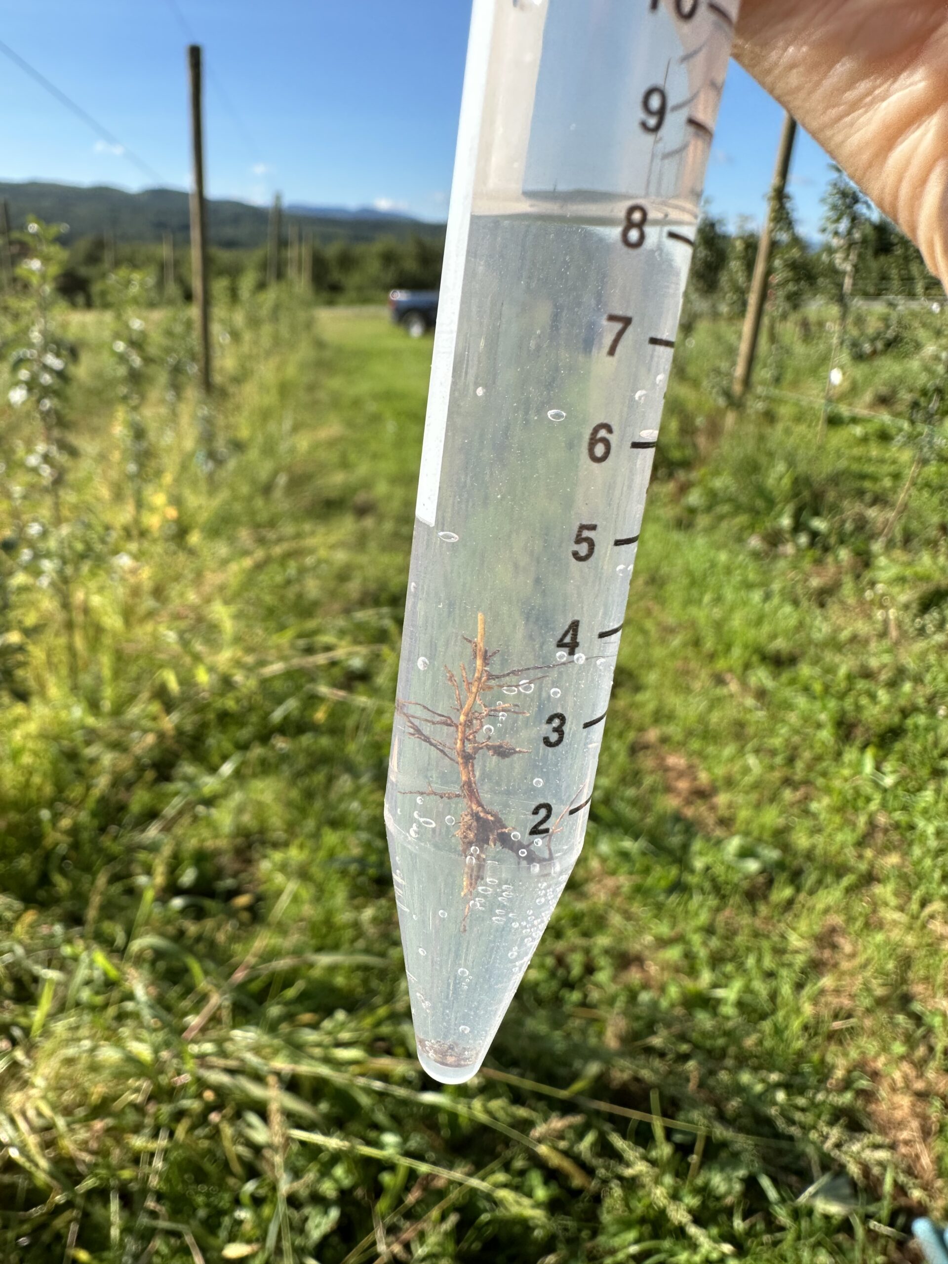 A plastic vial filled with clear liquid with an red apple root floating in the liquid.