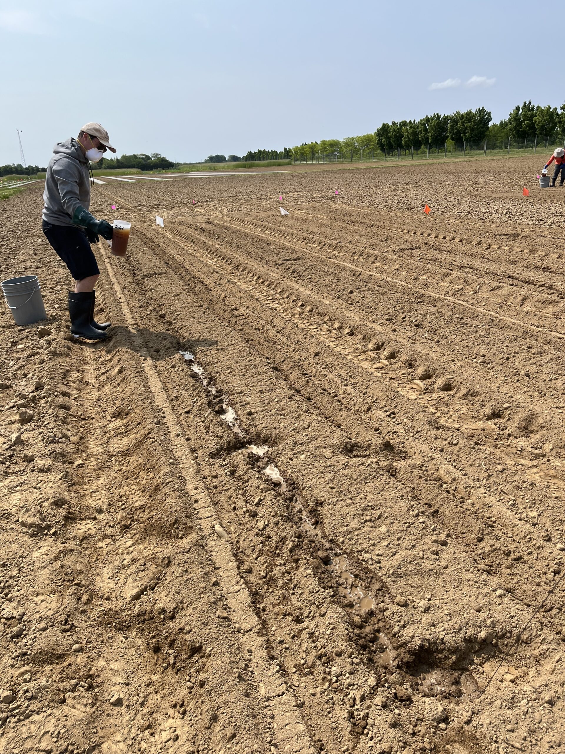 Urine is applied to LI field sites