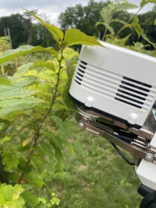 A close up of the LICOR 6800 head clamped onto a transgenic American chestnut leaf, out in the field.