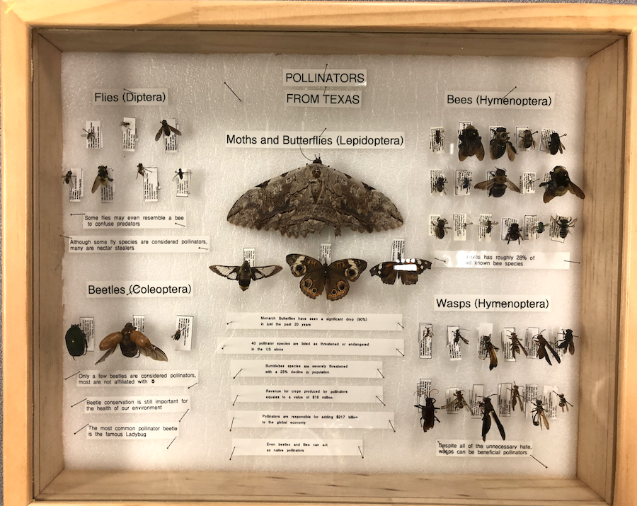Wooden box with a variety of pollinator specimens and explanatory text