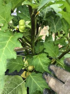 West African eggplant plant with immature fruit