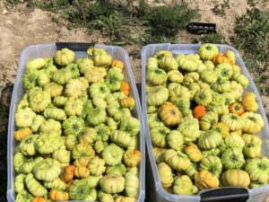 Two bins filled with harvested, ripe eggplants