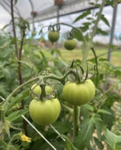 FALL2025_Tomatoes

