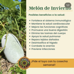 Winter Melon Infographic