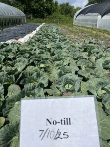 Notill cabbage 2025