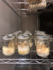 Growing cordyceps