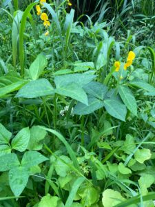Cover Crop
