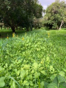 Cover Crop