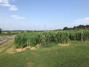 Cover Crop