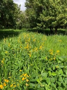 Cover Crop