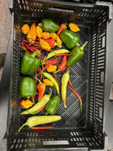 harvest image 5