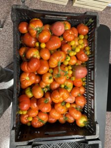harvest image 4